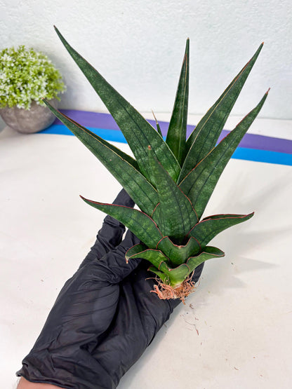 Sansevieria Manny Pacquiao X Boncel (Ha7) (13) | Hybrids