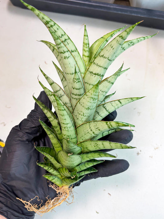 Sansevieria Parfa X Moonshine (ha7) (14) | Only For Advanced Collectors!