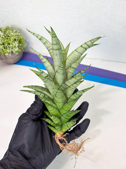 Sansevieria Parfa X Moonshine (ha7) (14) | Only For Advanced Collectors!