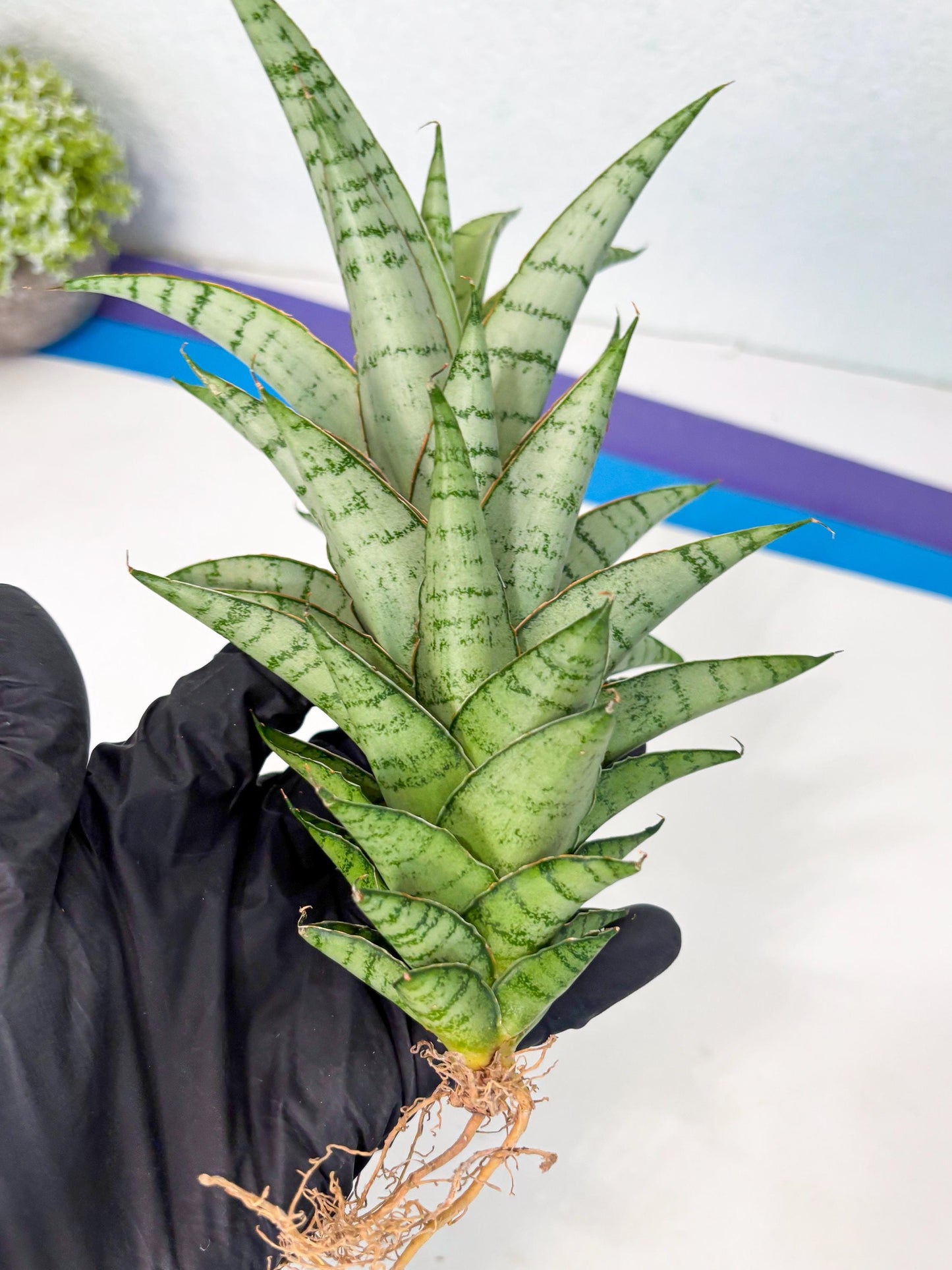 Sansevieria Parfa X Moonshine (ha7) (14) | Only For Advanced Collectors!