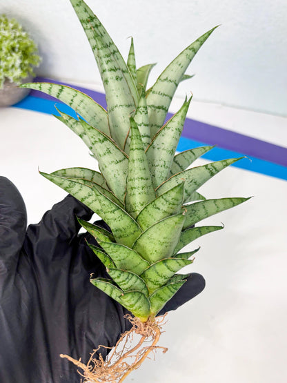 Sansevieria Parfa X Moonshine (ha7) (14) | Only For Advanced Collectors!