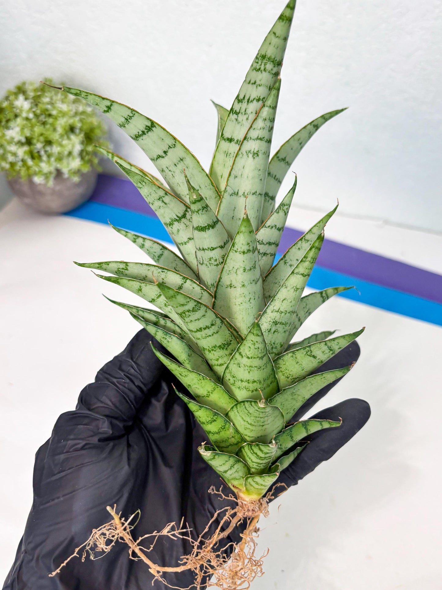Sansevieria Parfa X Moonshine (ha7) (14) | Only For Advanced Collectors!