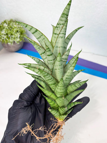 Sansevieria Parfa X Moonshine (ha7) (14) | Only For Advanced Collectors!