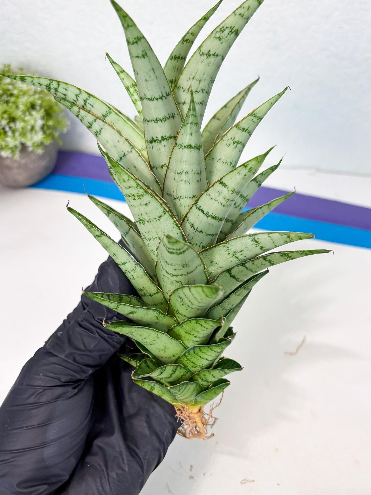 Sansevieria Parfa X Moonshine (ha7) (14) | Only For Advanced Collectors!