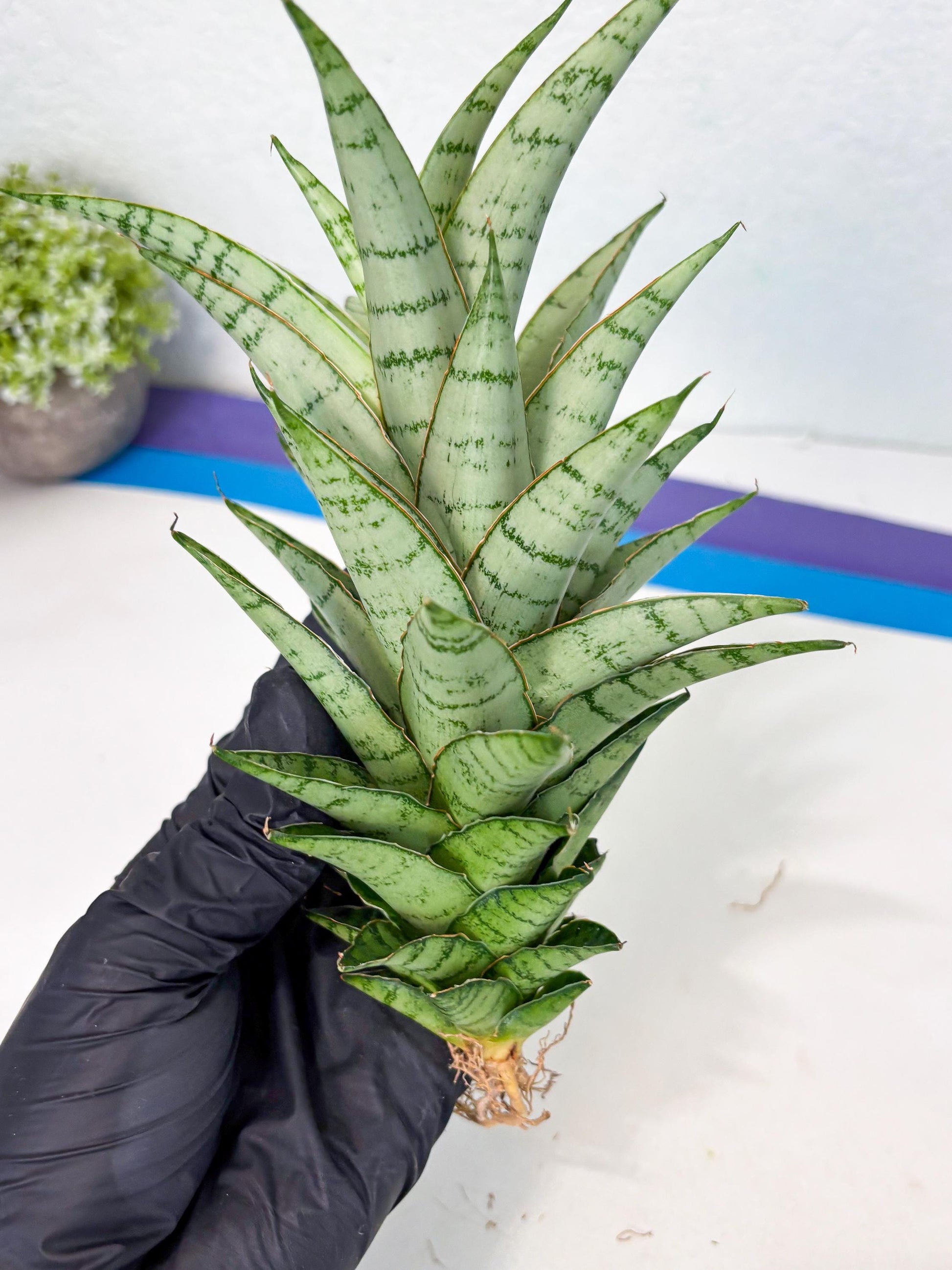 Sansevieria Parfa X Moonshine (ha7) (14) | Only For Advanced Collectors!