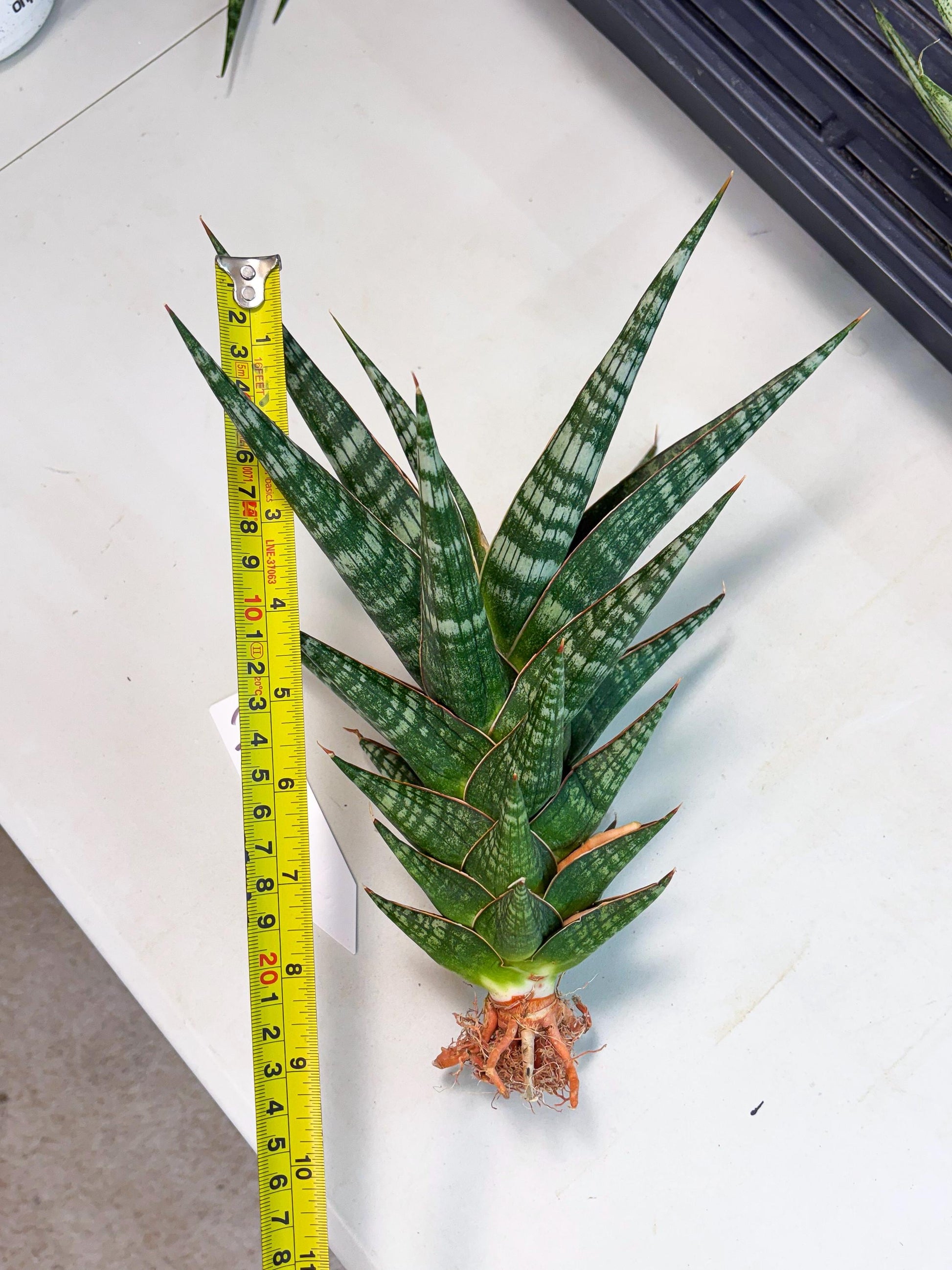 Sansevieria Wisanggeni (ha8) (2) | Only For Advanced Collectors!