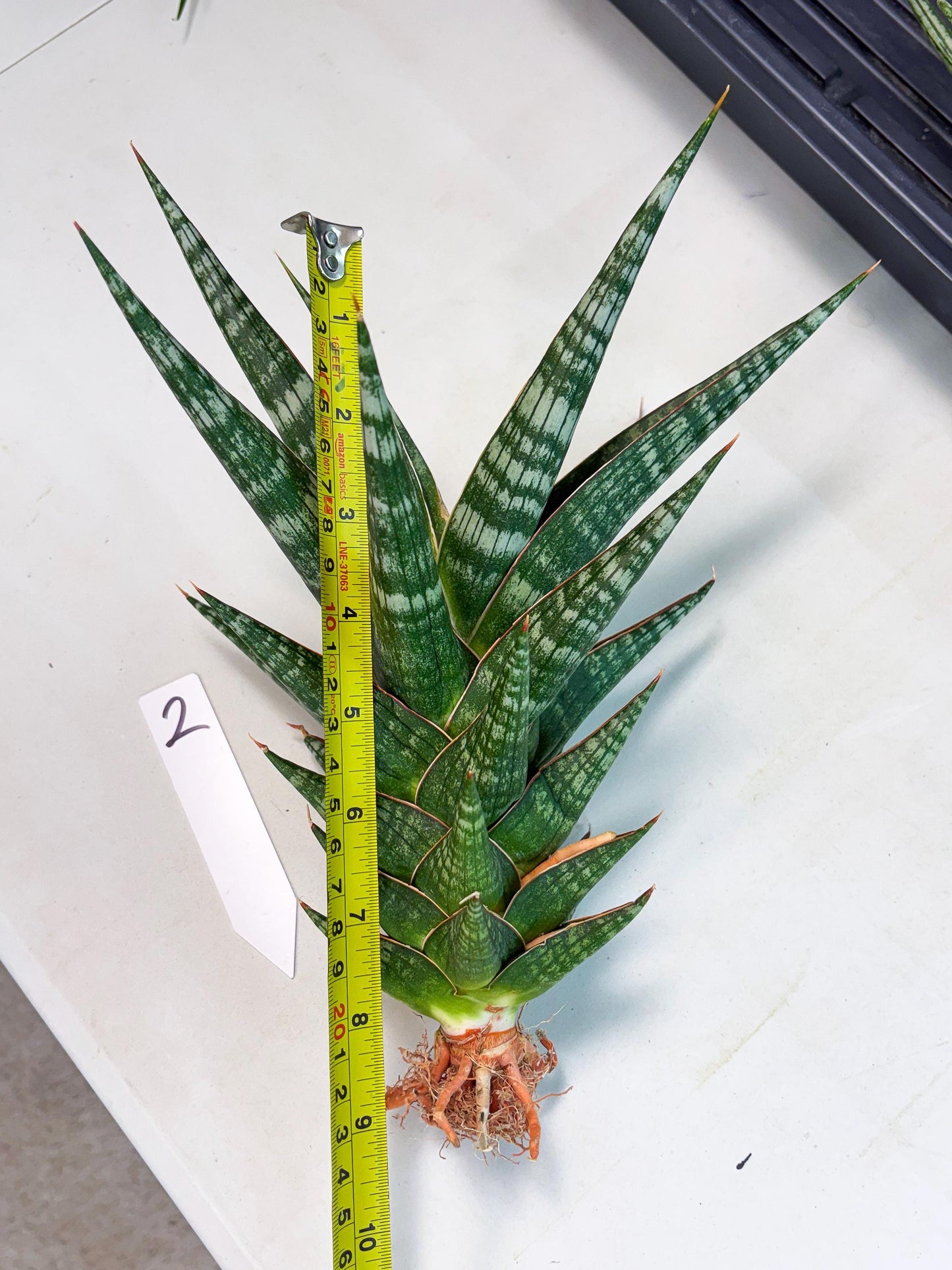 Sansevieria Wisanggeni (ha8) (2) | Only For Advanced Collectors!