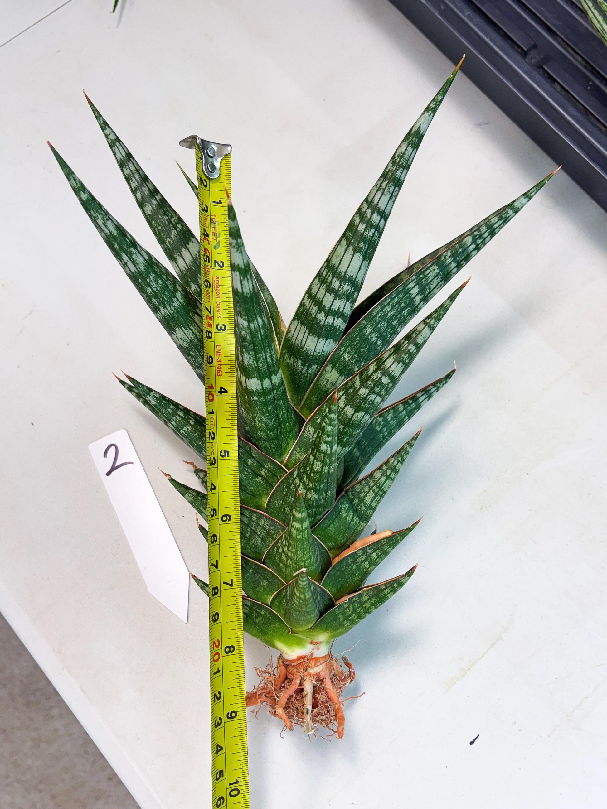 Sansevieria Wisanggeni (ha8) (2) | Only For Advanced Collectors!