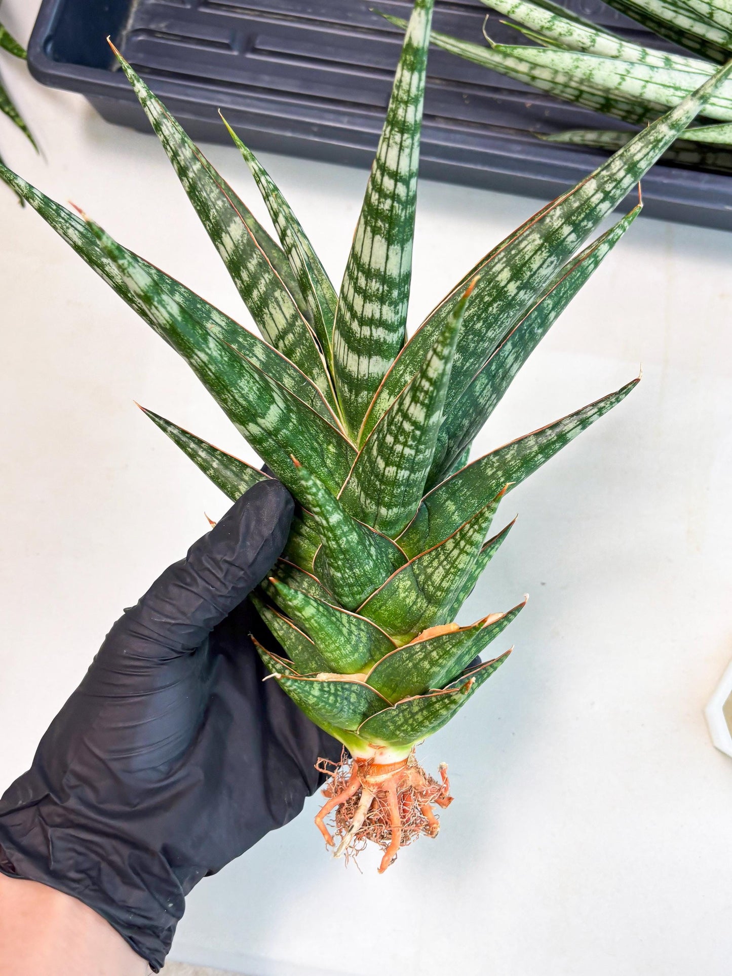 Sansevieria Wisanggeni (ha8) (2) | Only For Advanced Collectors!