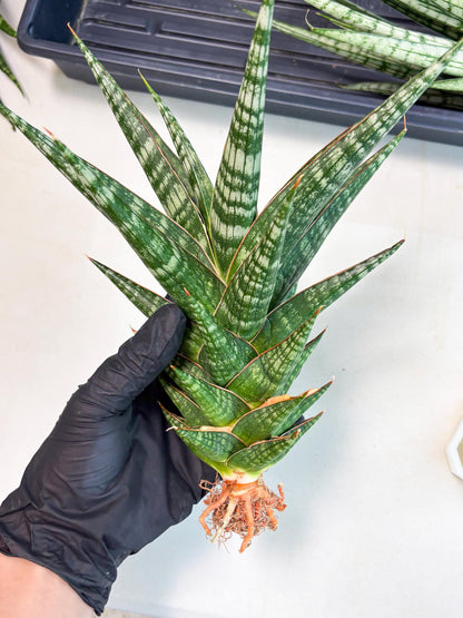 Sansevieria Wisanggeni (ha8) (2) | Only For Advanced Collectors!