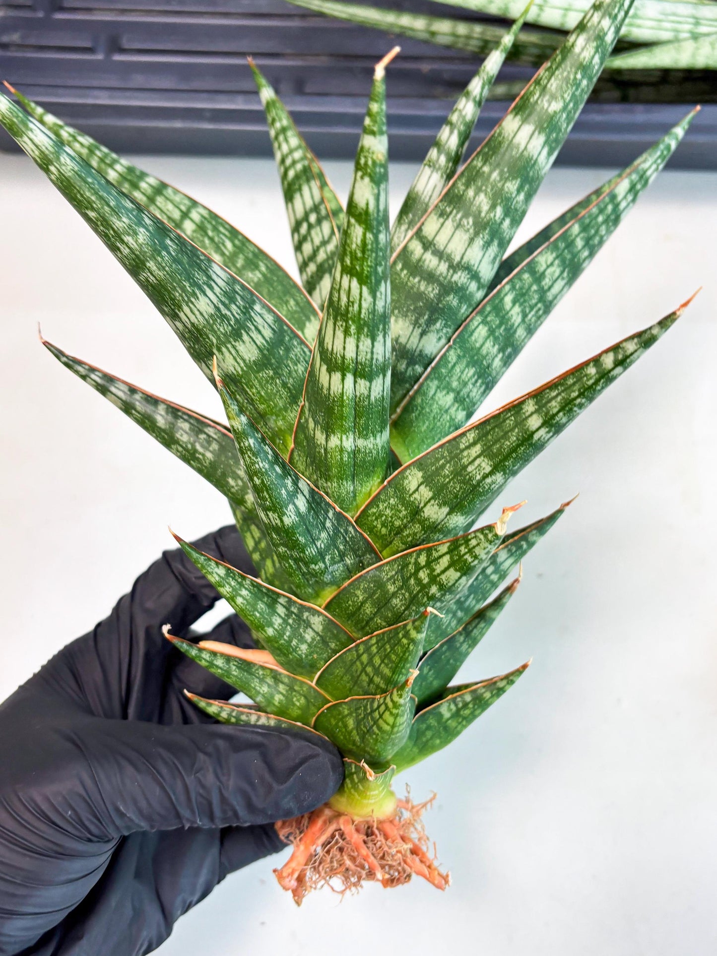 Sansevieria Wisanggeni (ha8) (2) | Only For Advanced Collectors!