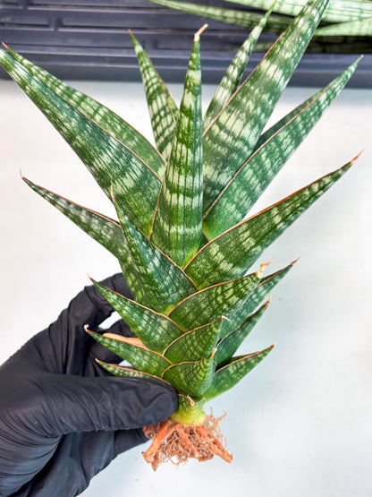 Sansevieria Wisanggeni (ha8) (2) | Only For Advanced Collectors!