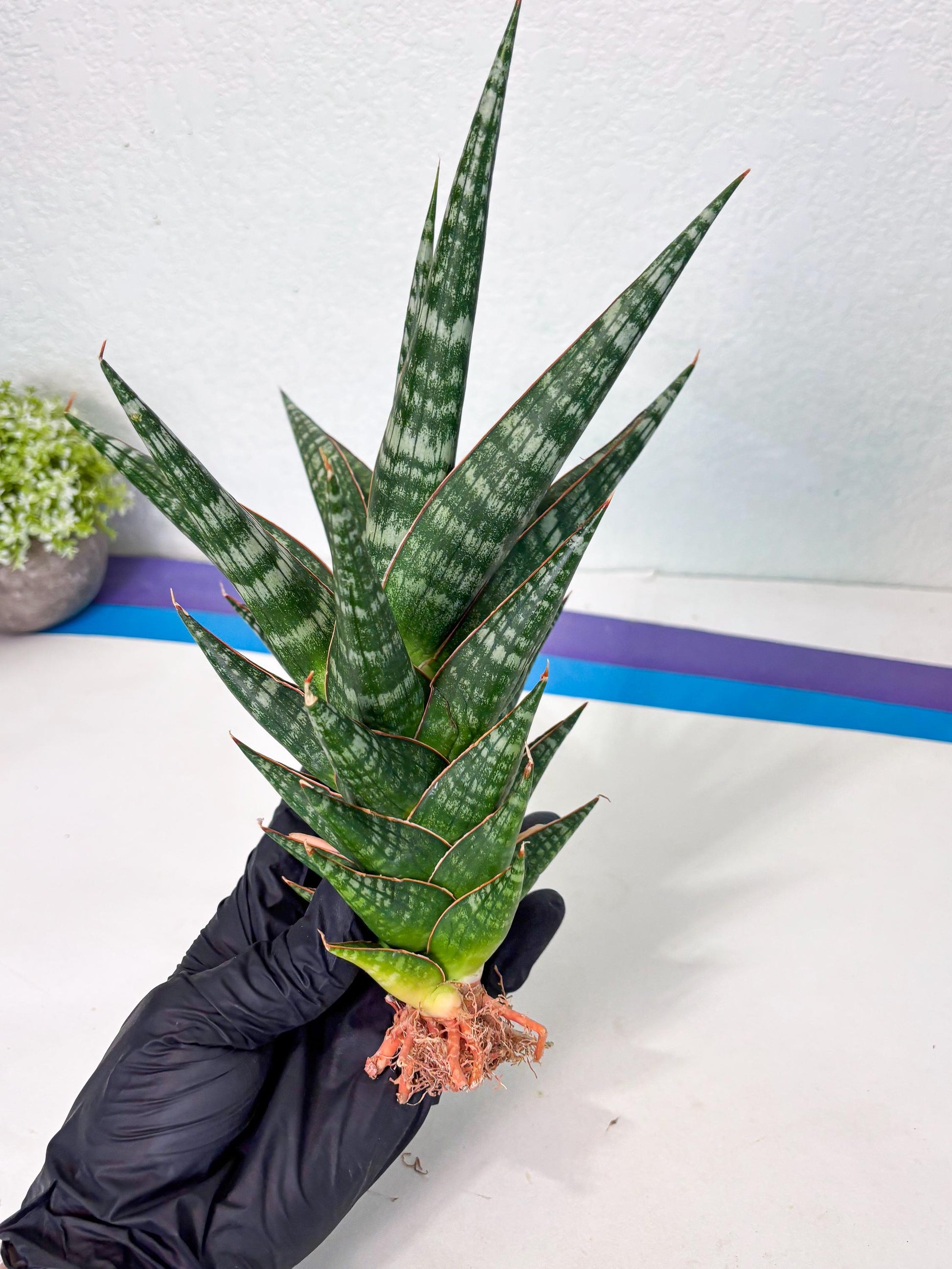 Sansevieria Wisanggeni (ha8) (2) | Only For Advanced Collectors!
