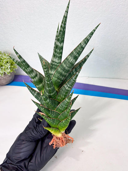 Sansevieria Wisanggeni (ha8) (2) | Only For Advanced Collectors!