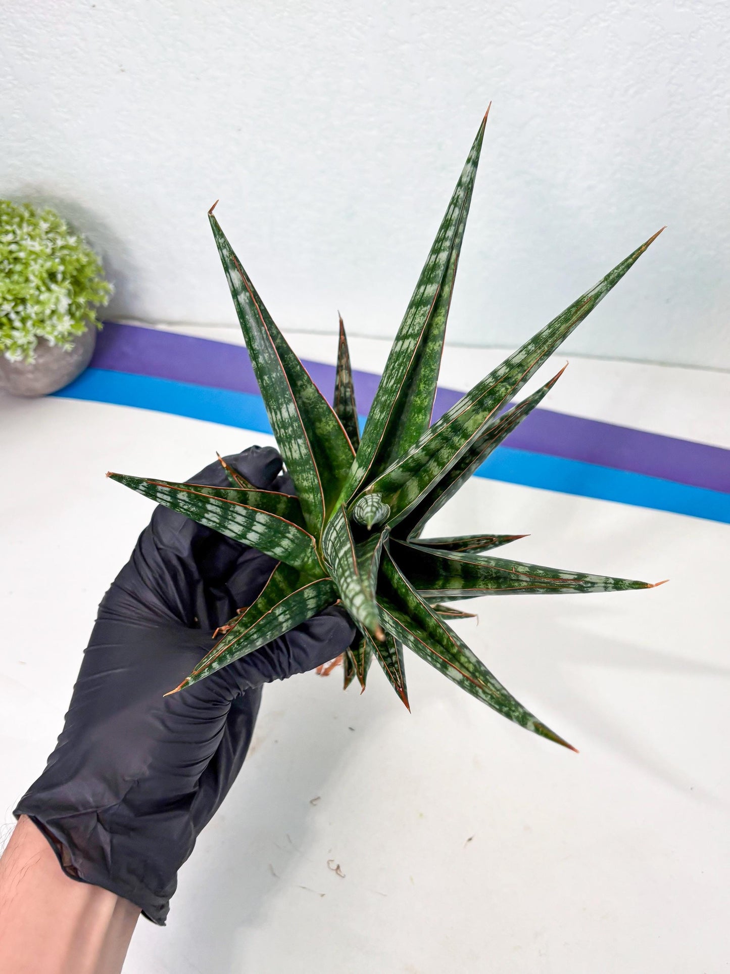 Sansevieria Wisanggeni (ha8) (2) | Only For Advanced Collectors!