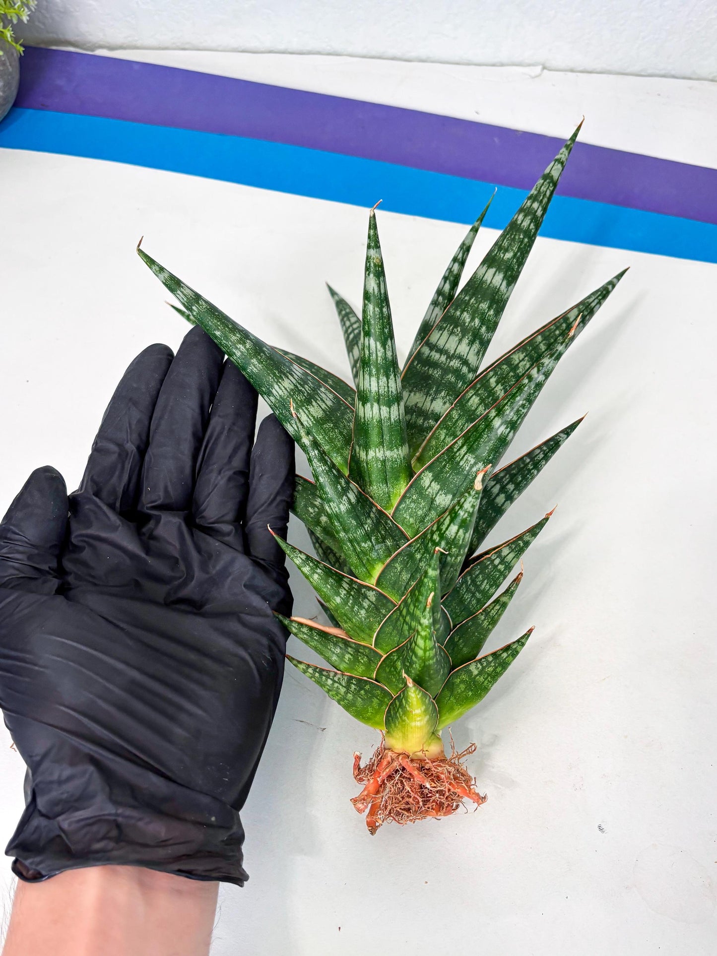Sansevieria Wisanggeni (ha8) (2) | Only For Advanced Collectors!