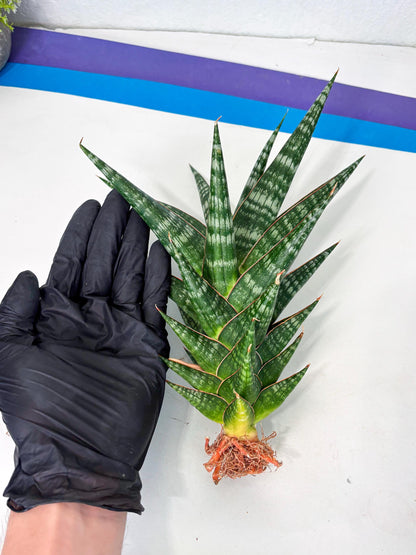 Sansevieria Wisanggeni (ha8) (2) | Only For Advanced Collectors!
