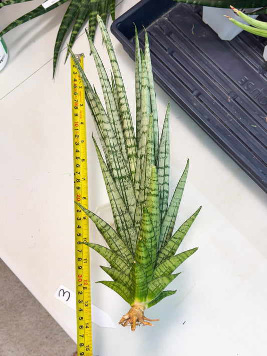 Sansevieria Gepeng (ha8) (3) | Only For Advanced Collectors!