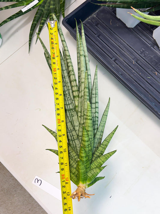 Sansevieria Gepeng (ha8) (3) | Only For Advanced Collectors!