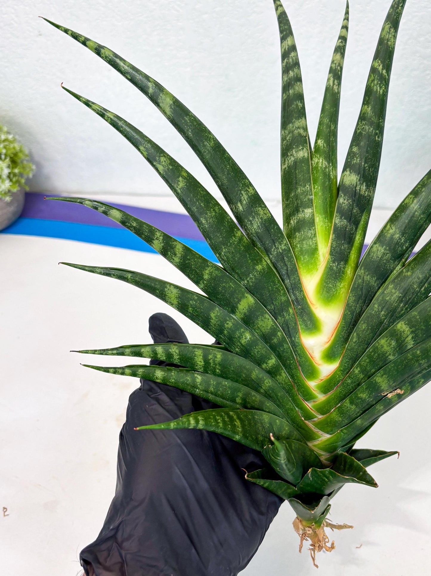 Sansevieria motomo x Ariela (ha8) (5) | Only For Advanced Collectors!