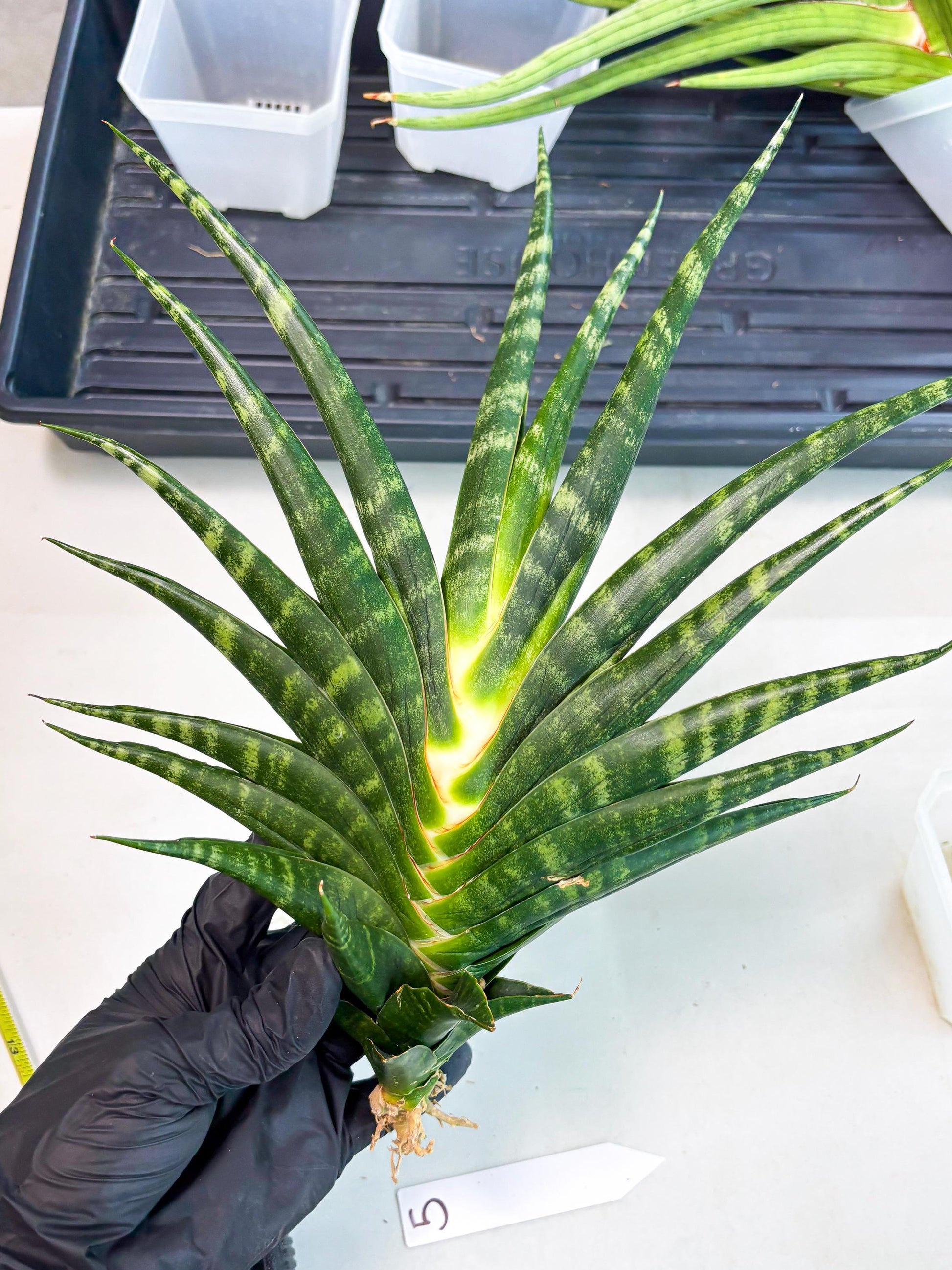 Sansevieria motomo x Ariela (ha8) (5) | Only For Advanced Collectors!