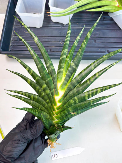 Sansevieria motomo x Ariela (ha8) (5) | Only For Advanced Collectors!
