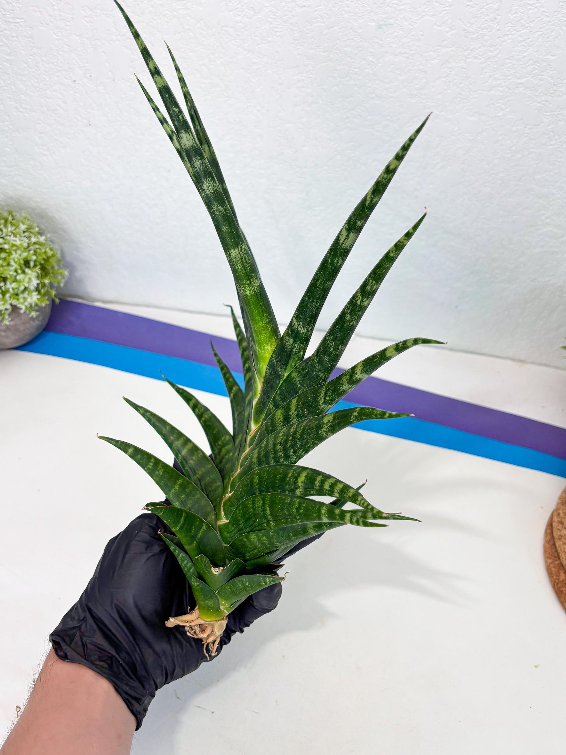Sansevieria motomo x Ariela (ha8) (5) | Only For Advanced Collectors!