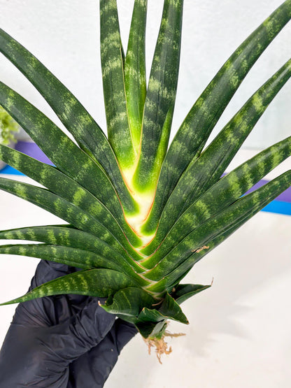 Sansevieria motomo x Ariela (ha8) (5) | Only For Advanced Collectors!