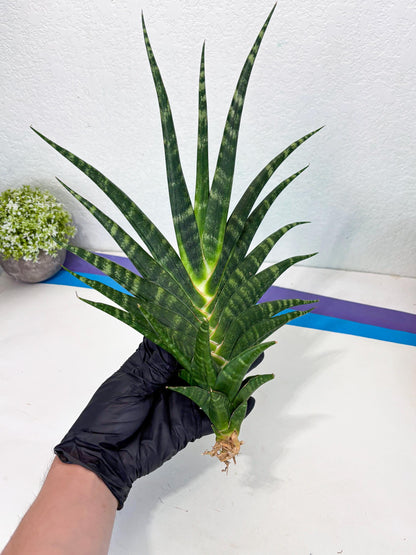 Sansevieria motomo x Ariela (ha8) (5) | Only For Advanced Collectors!