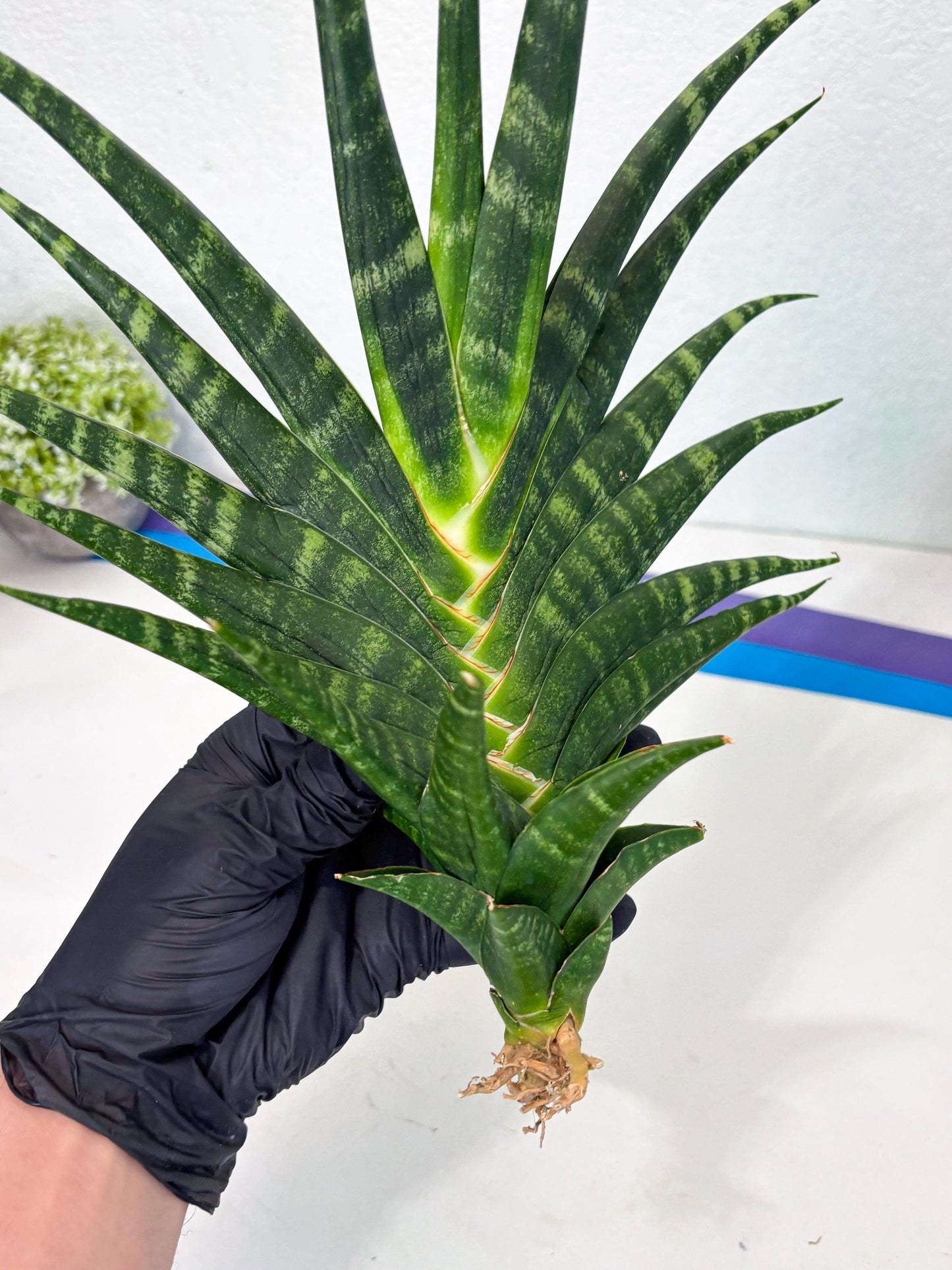 Sansevieria motomo x Ariela (ha8) (5) | Only For Advanced Collectors!