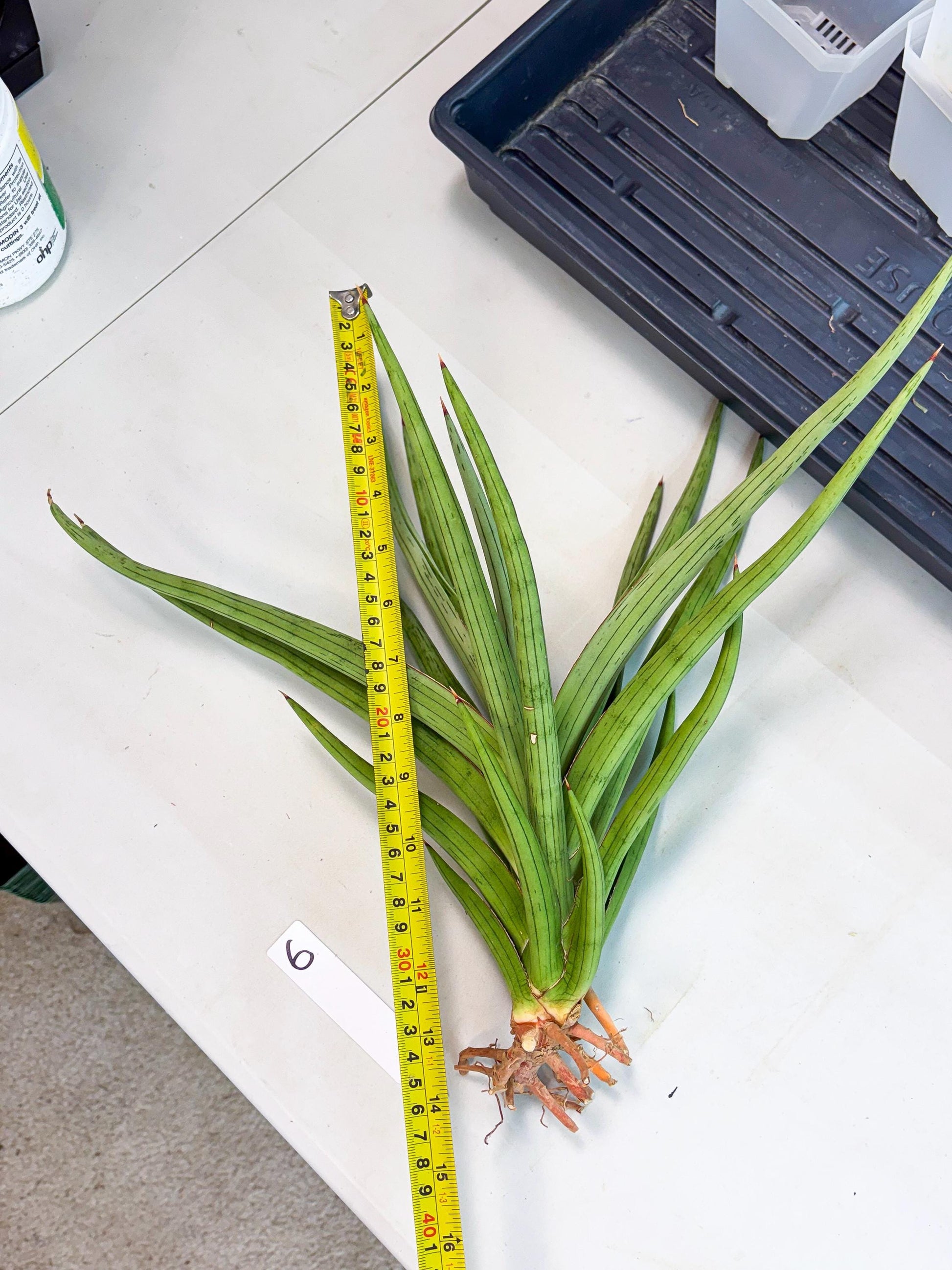 Sansevieria Quentin (ha8) (6) | Only For Advanced Collectors!
