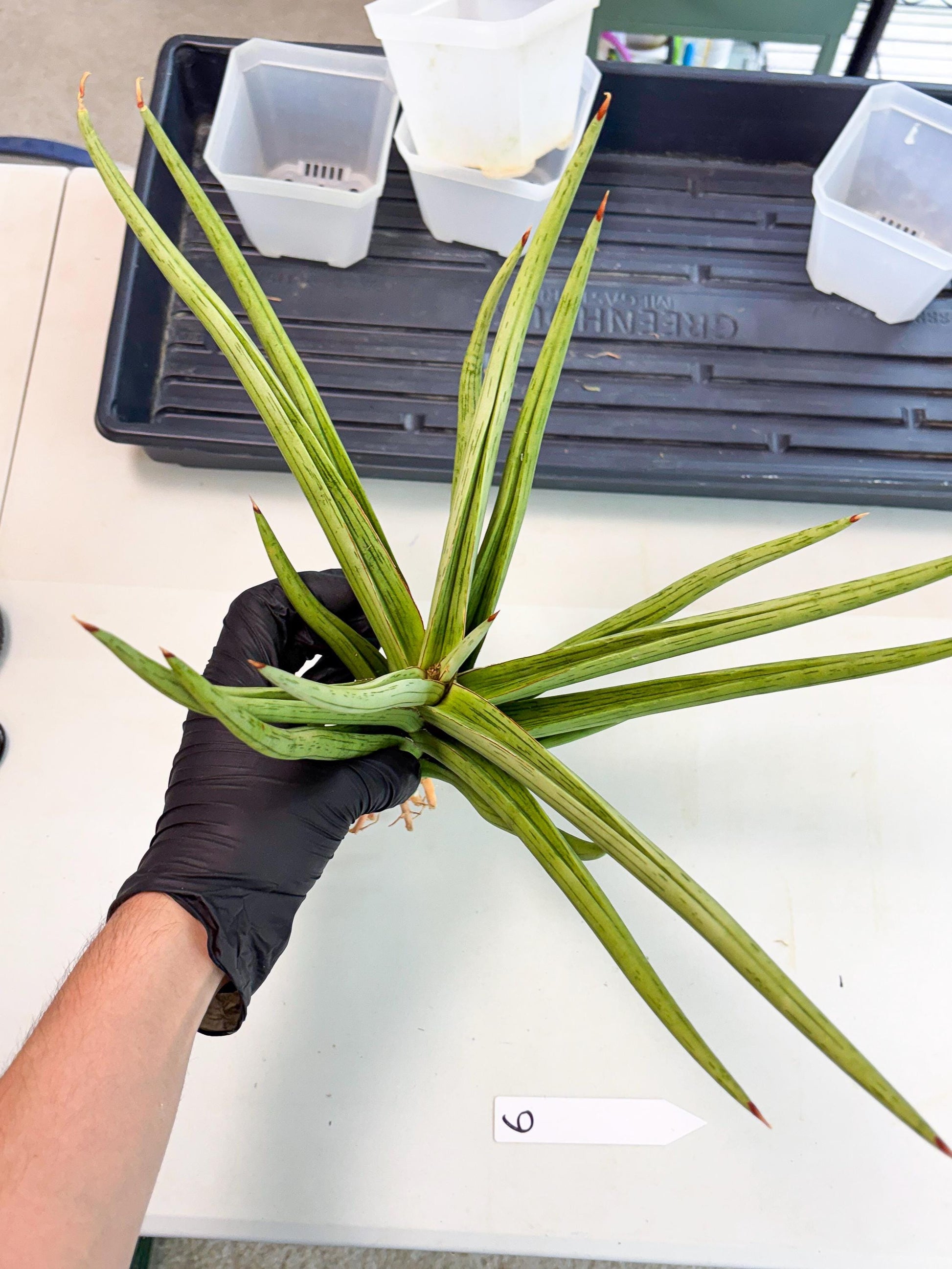 Sansevieria Quentin (ha8) (6) | Only For Advanced Collectors!