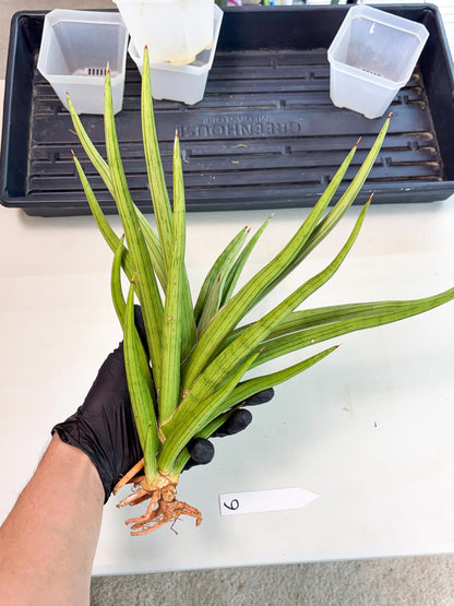 Sansevieria Quentin (ha8) (6) | Only For Advanced Collectors!
