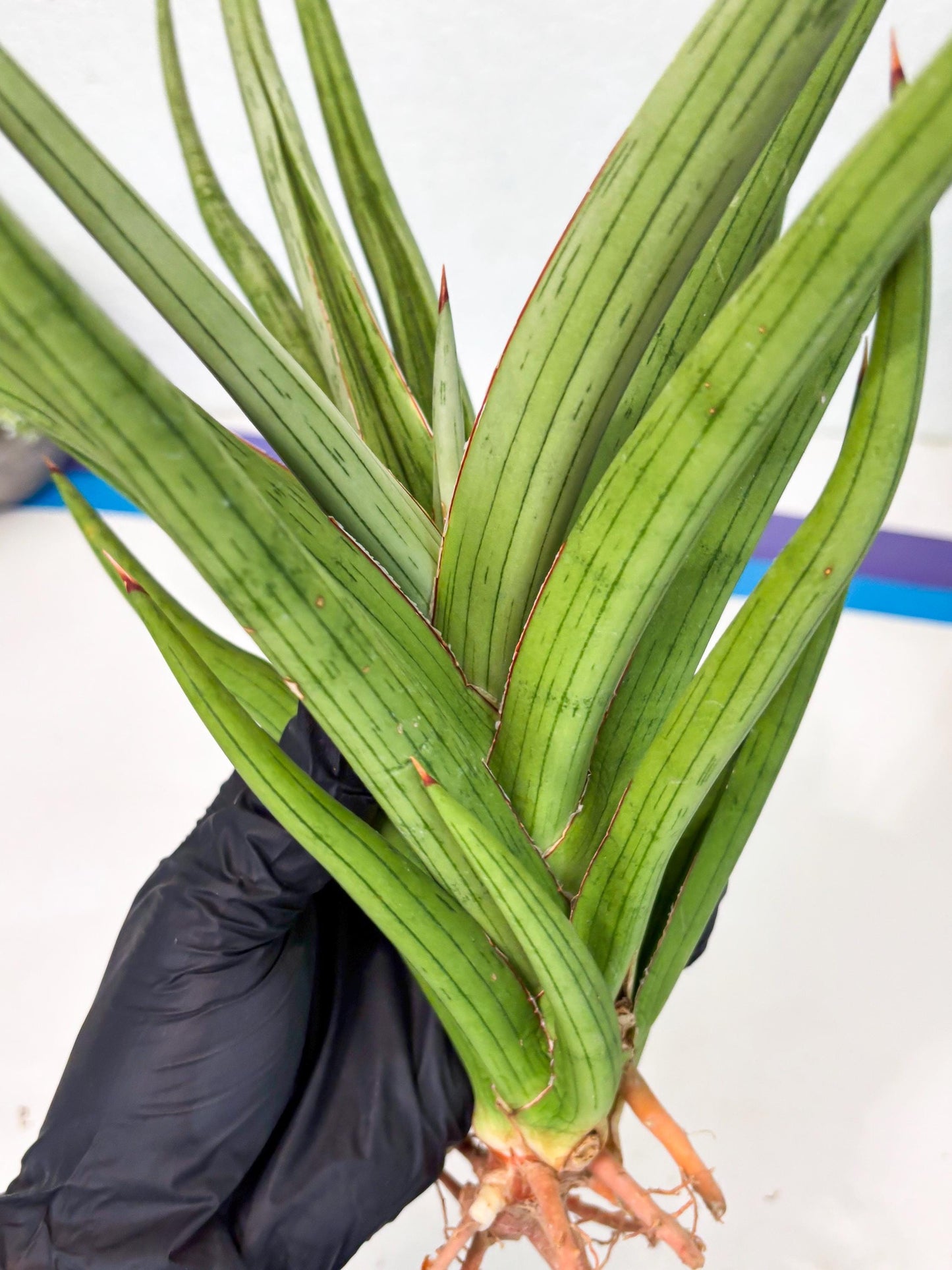 Sansevieria Quentin (ha8) (6) | Only For Advanced Collectors!