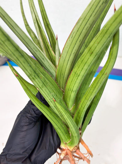 Sansevieria Quentin (ha8) (6) | Only For Advanced Collectors!