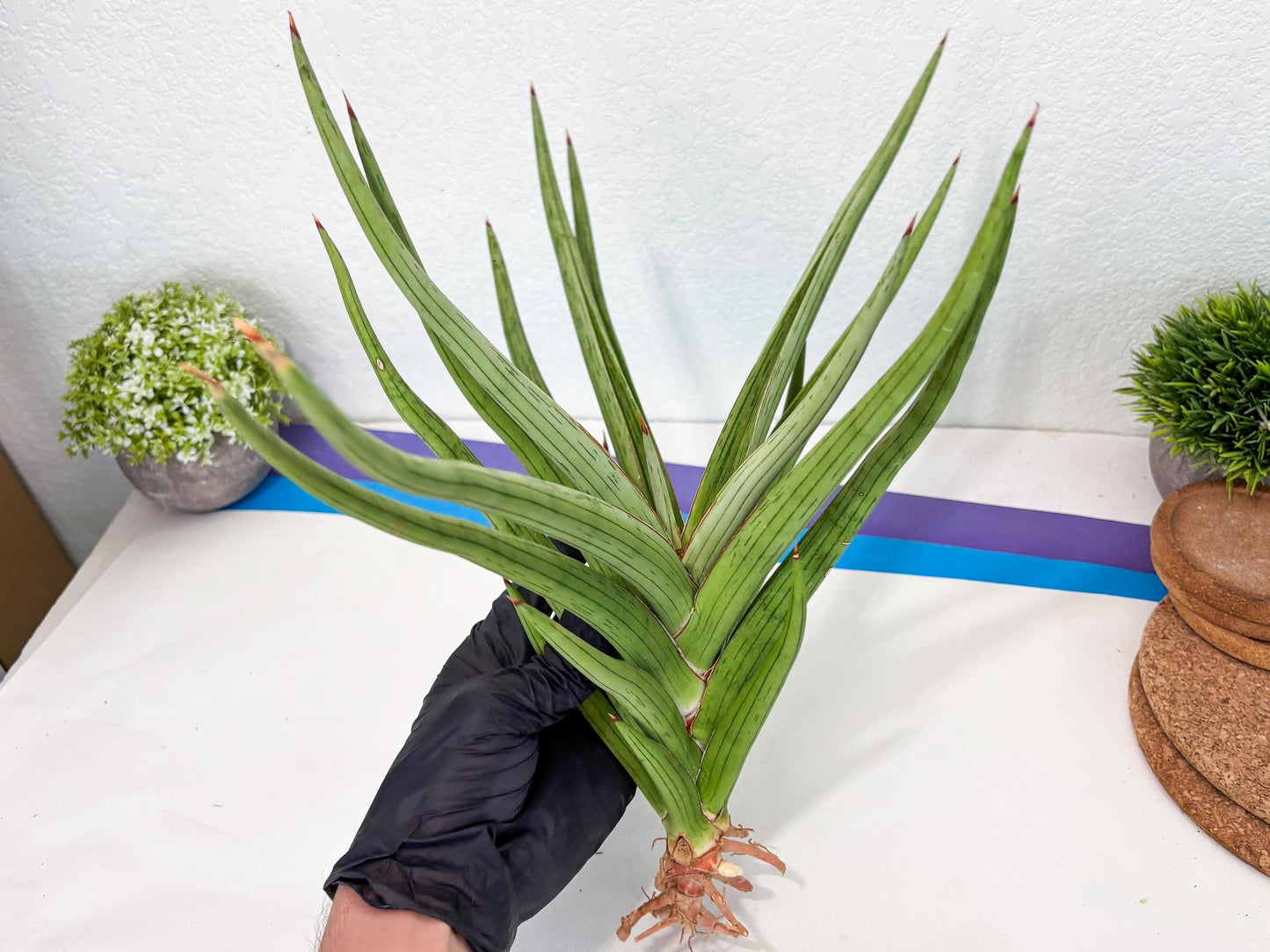 Sansevieria Quentin (ha8) (6) | Only For Advanced Collectors!