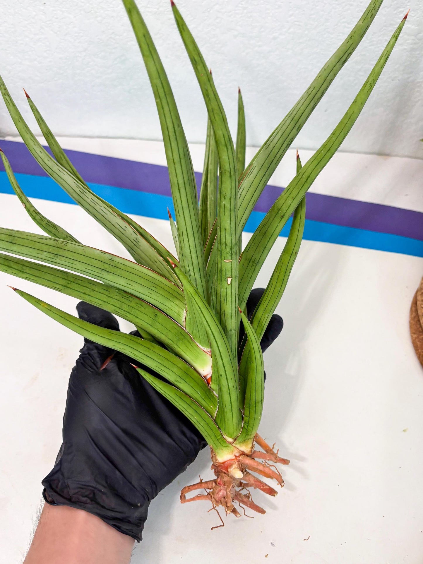 Sansevieria Quentin (ha8) (6) | Only For Advanced Collectors!