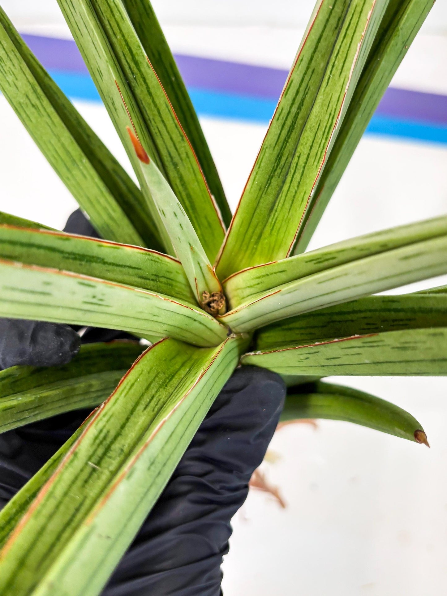 Sansevieria Quentin (ha8) (6) | Only For Advanced Collectors!