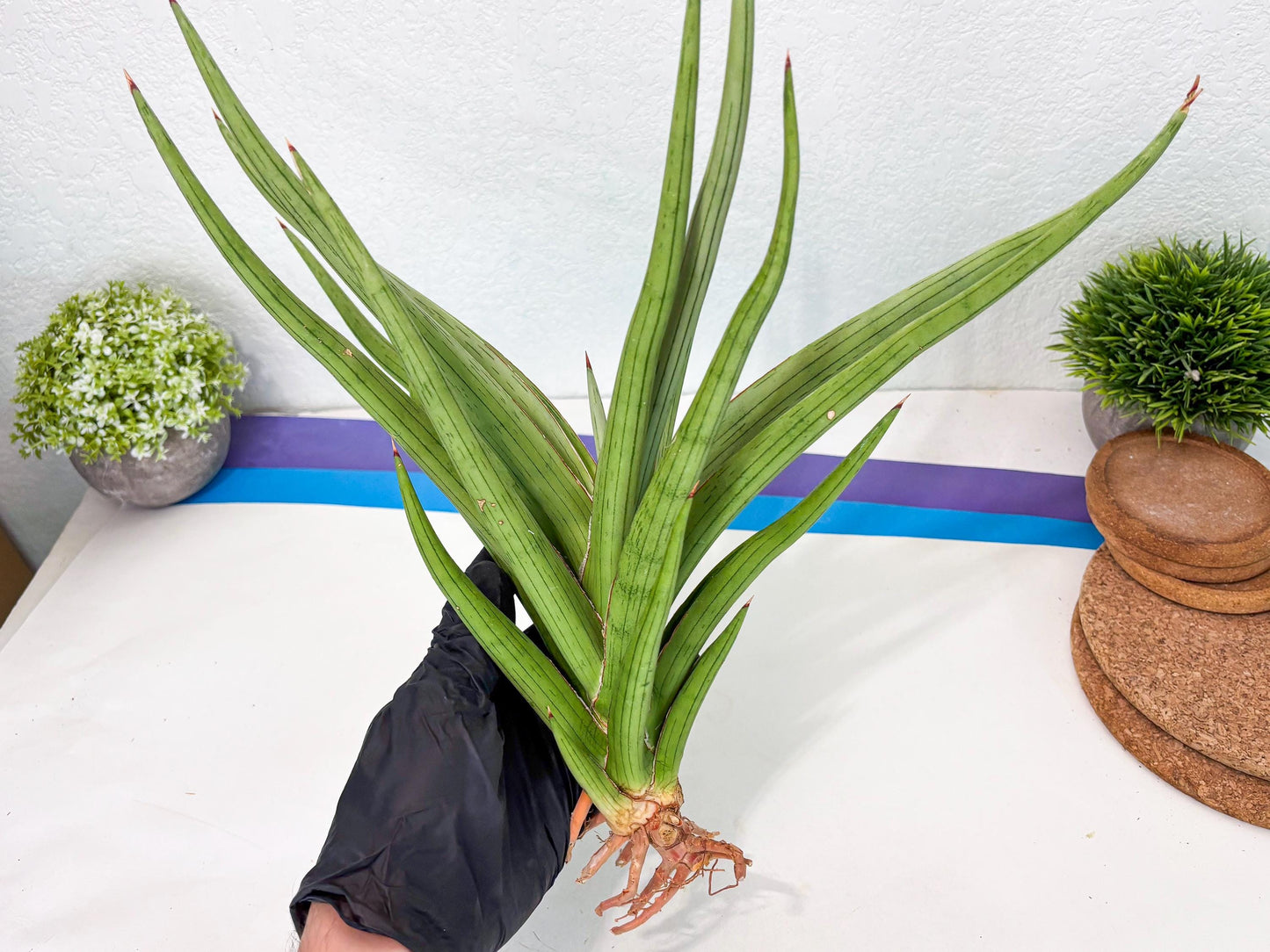 Sansevieria Quentin (ha8) (6) | Only For Advanced Collectors!