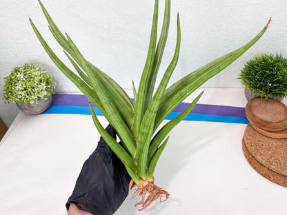 Sansevieria Quentin (ha8) (6) | Only For Advanced Collectors!