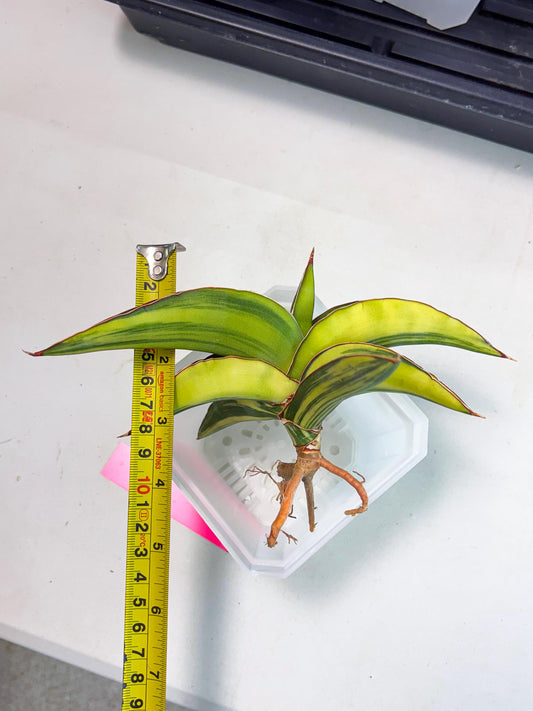 Sansevieria Robusta Var (p) | Rare imported