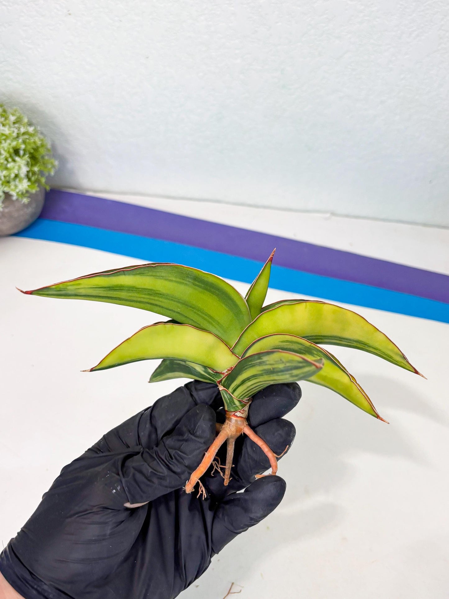 Sansevieria Robusta Var (p) | Rare imported