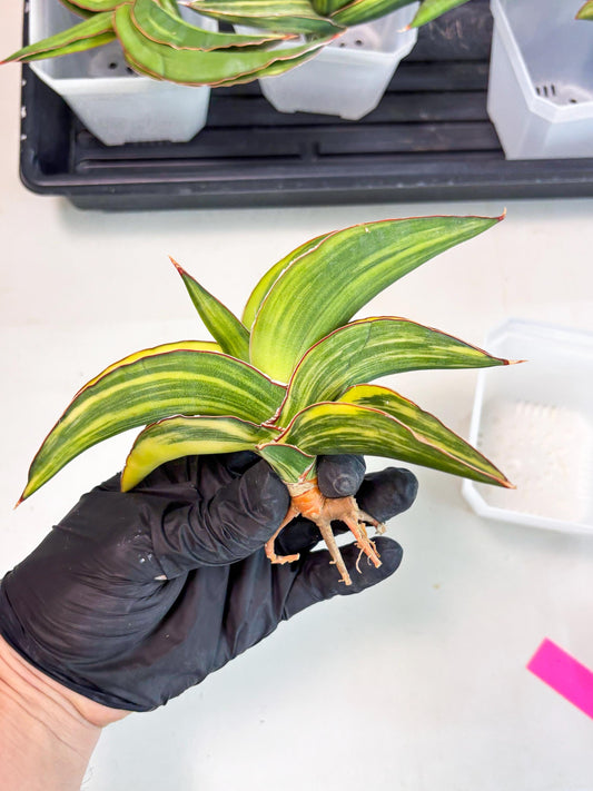 Sansevieria Robusta Var (p) | Rare imported