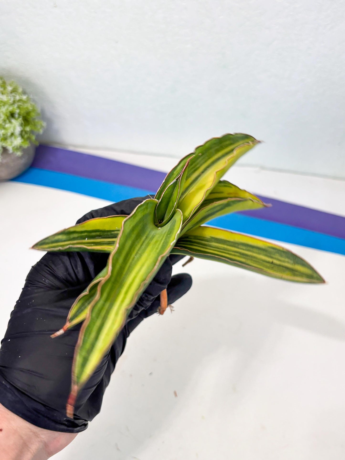 Sansevieria Robusta Var (p) | Rare imported