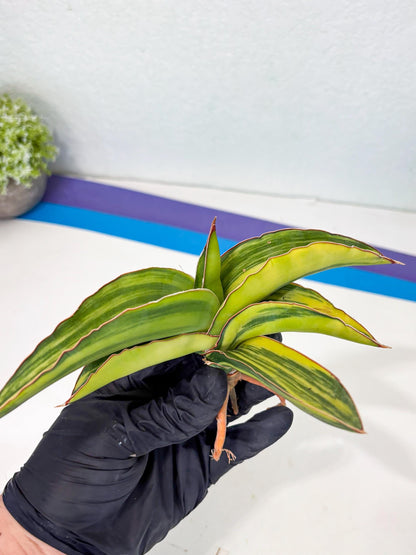Sansevieria Robusta Var (p) | Rare imported