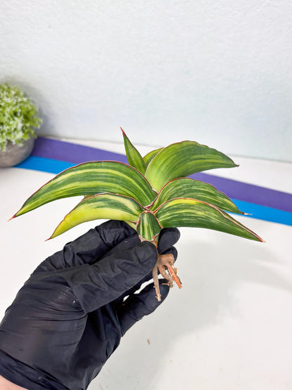 Sansevieria Robusta Var (p) | Rare imported