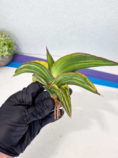 Sansevieria Robusta Var (p) | Rare imported
