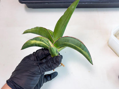 Sansevieria Robusta Var (b) | Rare imported