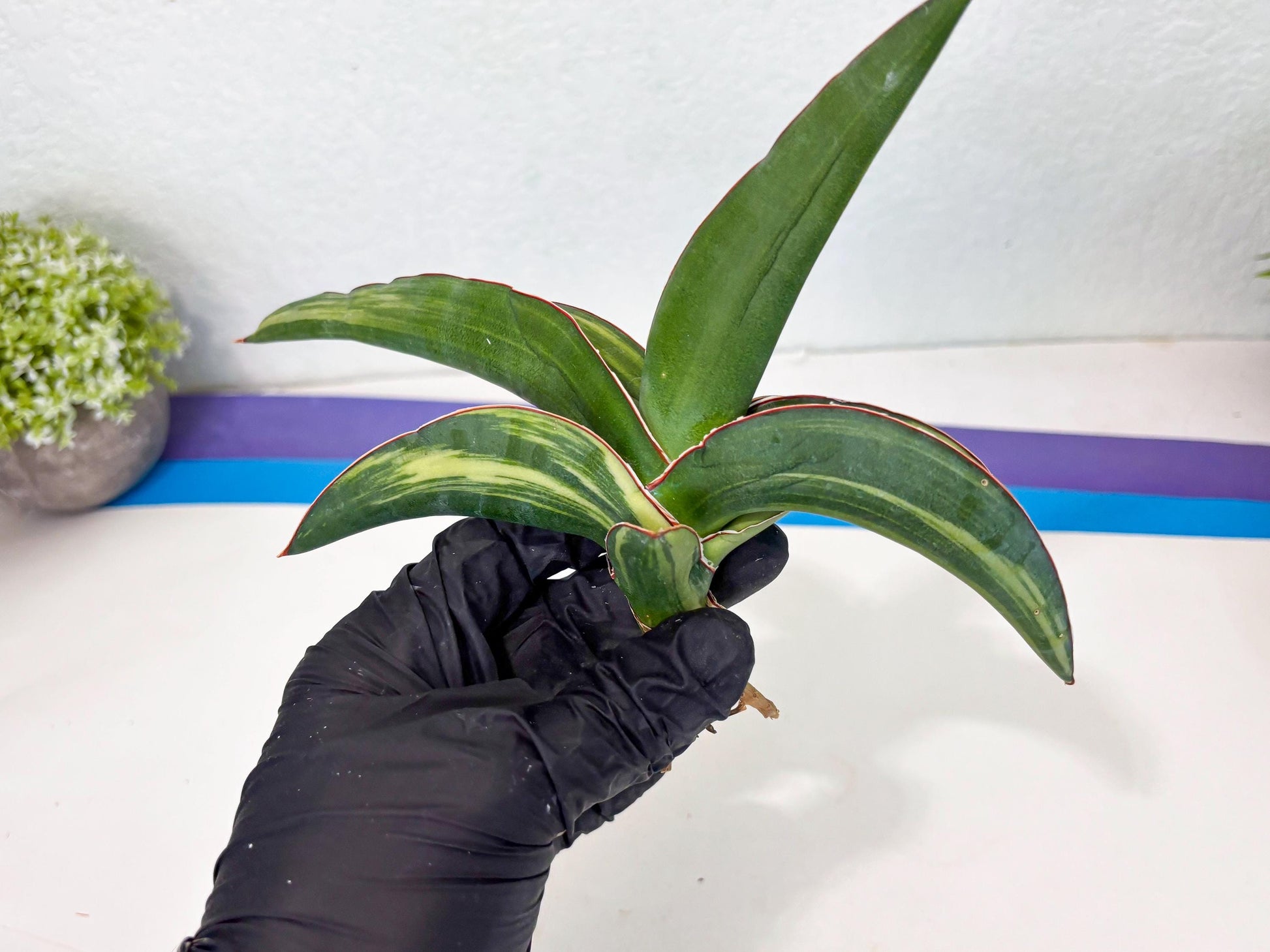 Sansevieria Robusta Var (b) | Rare imported