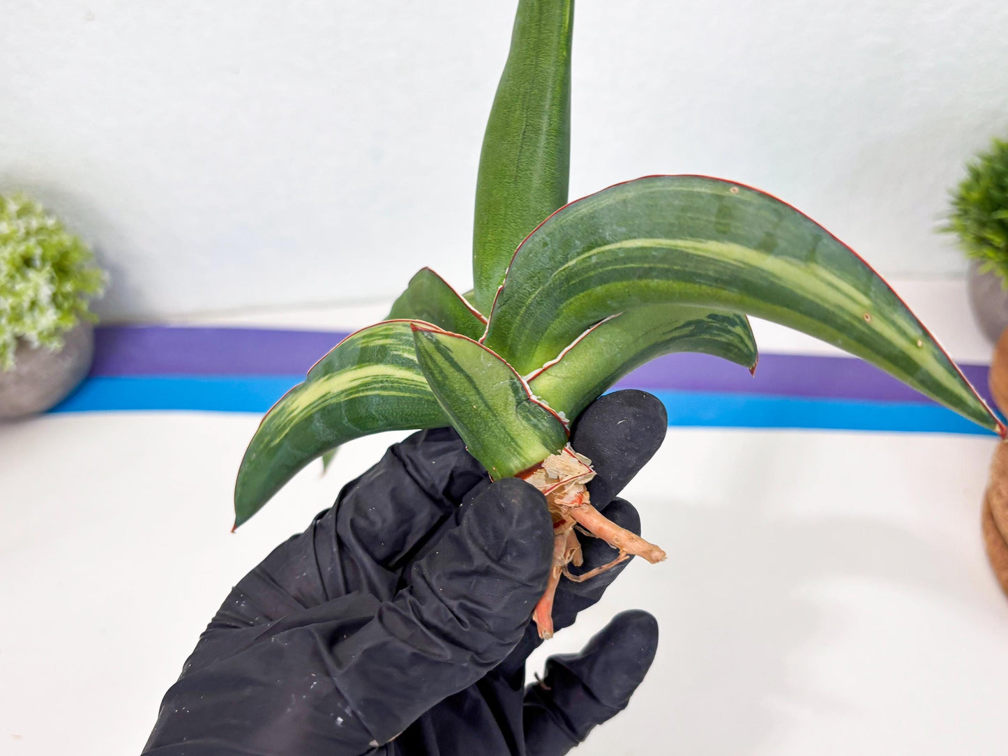 Sansevieria Robusta Var (b) | Rare imported